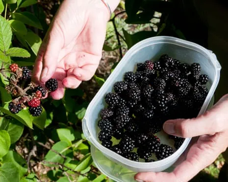 Seeking: Scrumptious Pastries to Make Use Of a Surplus of Homemade Jam